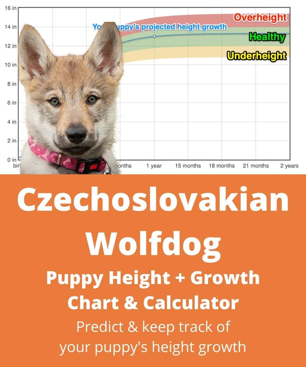 czechoslovakian-wolfdog Puppy height Growth Chart